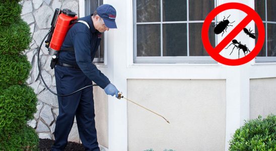Sandıklı Kene İlaçlama böcek ilaçlama ve haşere kontrolü — ilaclama-tr.com